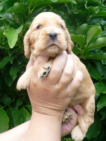 7 - 1.fenka (růžová).JPG